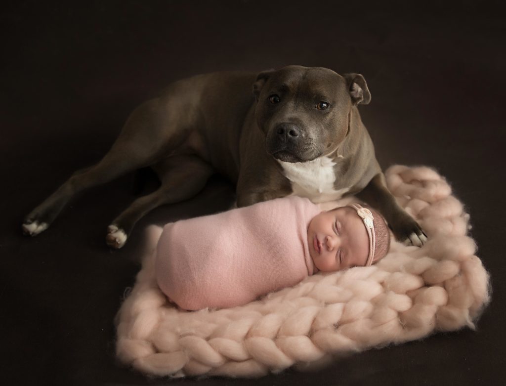 English staffy looking at camera with newborn baby for photography 