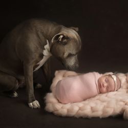 Newborn photo with dog, blue staffy